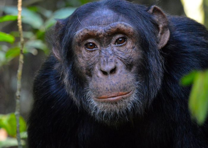 5-days-uganda-gorilla-and-chimpanzee-trekking-package