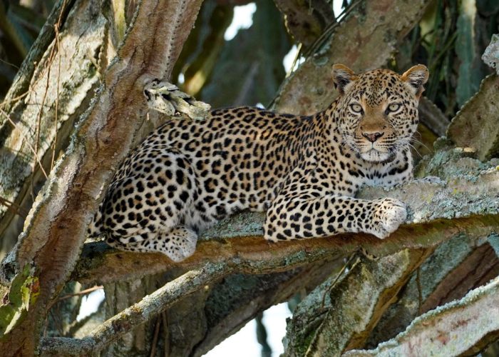 6-days-uganda-wildlife-safari-holiday