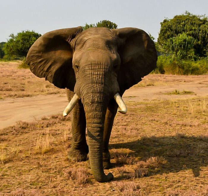 8-days-uganda-wildlife-chimpanzee-and-gorilla-trekking